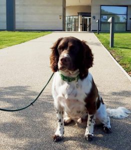 Cocker spaniel at the Crematorium